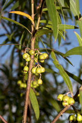 Eucalyptus doratoxylon