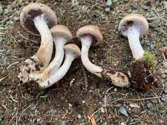 Cortinarius modestus