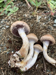 Cortinarius modestus