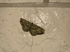 Ophthalmitis herbidaria