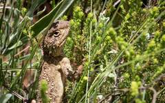 Agama aculeata distanti