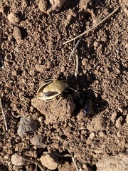 Chlorochroa osborni