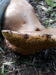Boletinellus merulioides