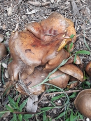 Boletinellus merulioides