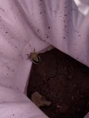Chlorochroa osborni