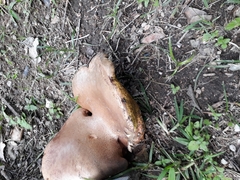 Boletinellus merulioides