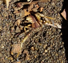 Coenypha edwardsi