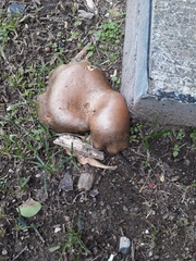 Boletinellus merulioides