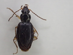 Bembidion iridescens