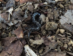 Akymnopellis
