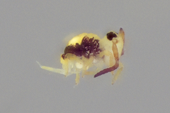 Sminthurides hyogramme