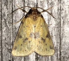 Azenia obtusa