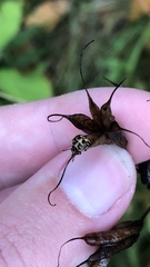 Cosmopepla lintneriana