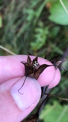 Cosmopepla lintneriana