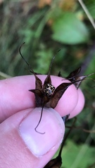 Cosmopepla lintneriana