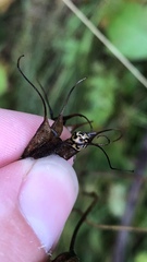 Cosmopepla lintneriana