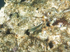 Thalassoma quinquevittatum