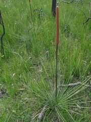Xanthorrhoea concava