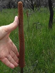 Xanthorrhoea concava