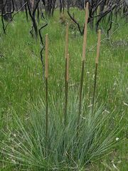 Xanthorrhoea concava