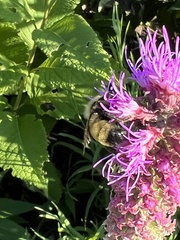 Bombus