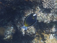 Acanthurus nigricans