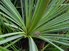 Xanthorrhoea concava