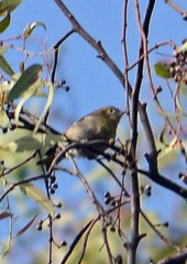 Peucedramus taeniatus