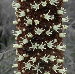 Xanthorrhoea concava