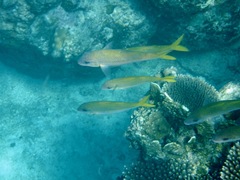 Mulloidichthys flavolineatus