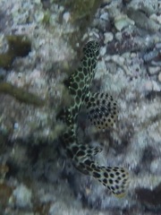 Epinephelus merra
