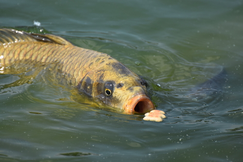 Common carp (Cyprinus carpio) — Cyprinidae — 2
