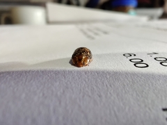 Paropsisterna tigrina