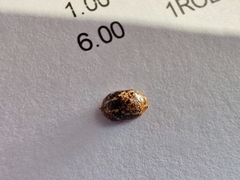 Paropsisterna tigrina