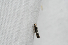 Agnippe prunifoliella