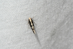 Agnippe prunifoliella