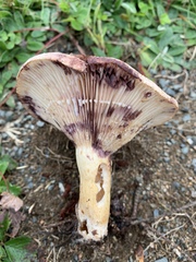 Lactarius uvidus