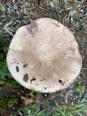 Lactarius uvidus