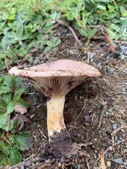 Lactarius uvidus