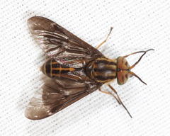 Chrysops aberrans