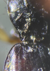 Bembidion iridescens