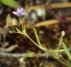 Allophyllum capillare