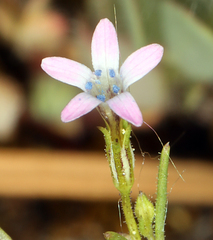 Allophyllum capillare