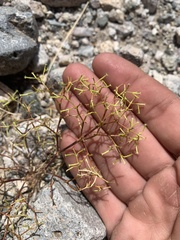 Chorizanthe brevicornu