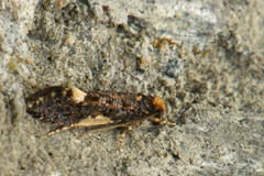 Monopis weaverella