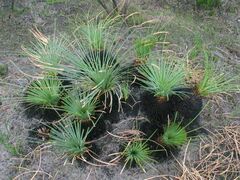 Xanthorrhoea concava