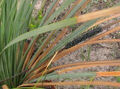 Xanthorrhoea concava