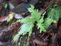 Selaginella moellendorffii
