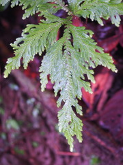 Selaginella moellendorffii