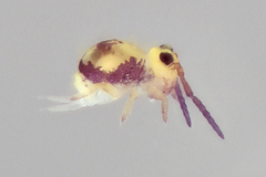 Sminthurides hyogramme